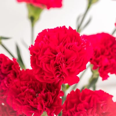 Red Dianthus Flower - Heirloom, Non - Gmo Seeds