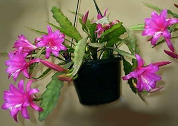 Pink Epiphyllum Flower Seeds for Planting – Organic, Heirloom, Non-GMO Orchid Cactus Seeds