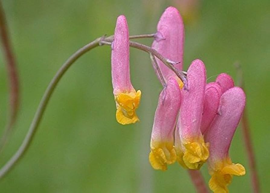 Corydalis sempervirens pale biennial flowers for garden