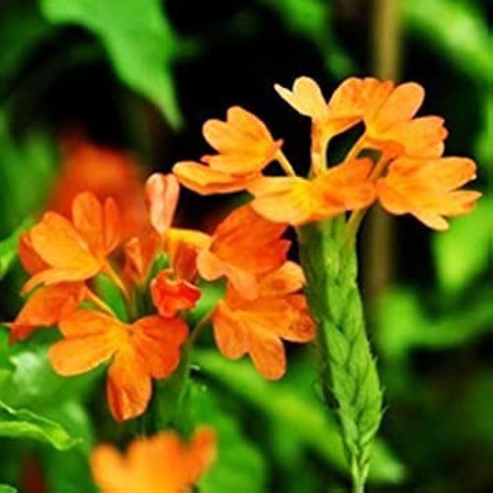 Firecracker Flower Seeds for Planting - 100 pcs for planting in your garden.