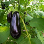 Heirloom Florida Market Eggplant Seeds
