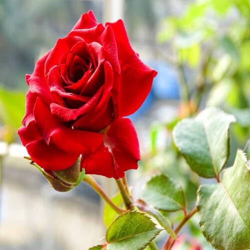 Red Rose Flower - Heirloom, Non - Gmo Seeds
