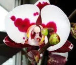White Red Phalaenopsis Orchid Flower Seeds, Heirloom, Non-GMO Seeds for Planting seeds for planting in home garden