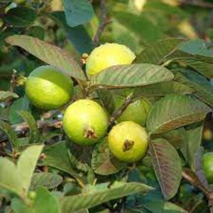 Green Guava Tree - Heirloom, Non - Gmo Seeds