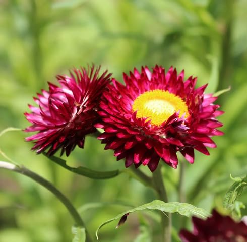 Red Helichrysum Flower