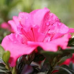 Pink Azaleas Flower Seeds for Garden - NON GMO Seeds Dhara Seeds