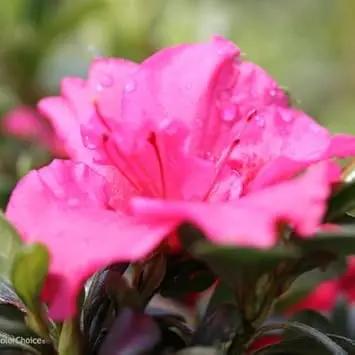 Pink Azaleas Flower Seeds for Garden - NON GMO Seeds Dhara Seeds