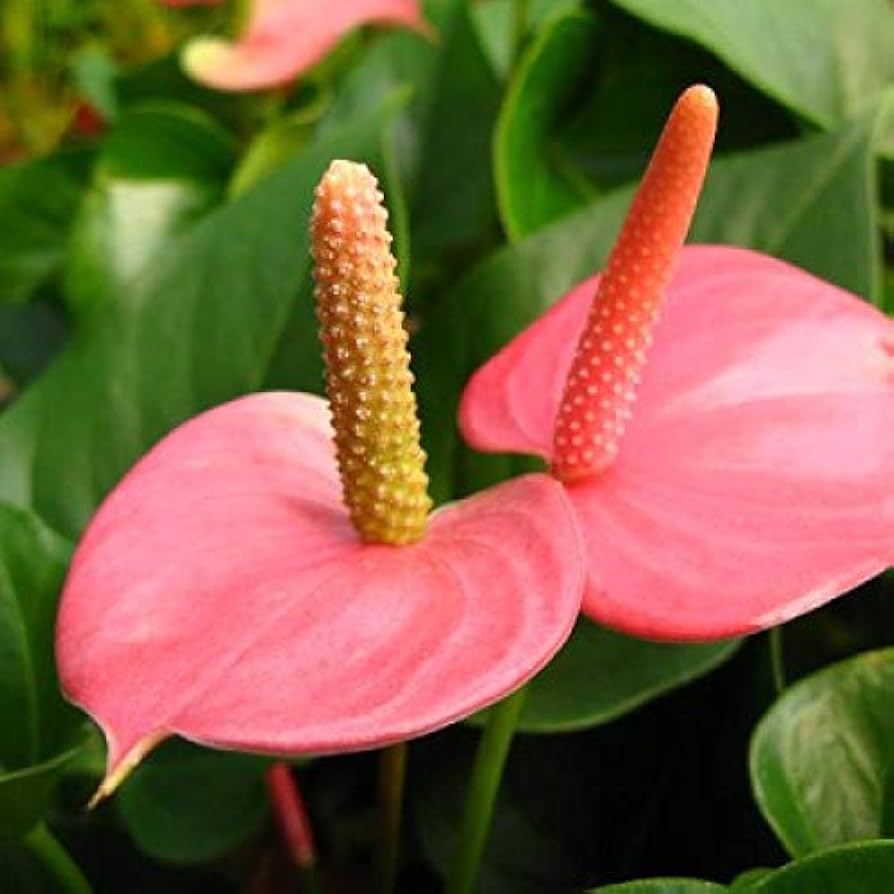 Rare Pink Anthurium Seeds – Seeds for Growing Indoor Hydroponic Pink Flowers