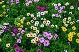 African Marigold Mixed Flower Seeds for Planting - NON GMO Seeds Dhara Seeds