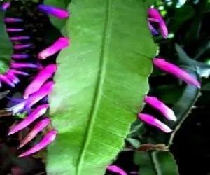 Green Wittia Amazonica Plant Seeds for Planting - NON GMO Seeds Dhara Seeds