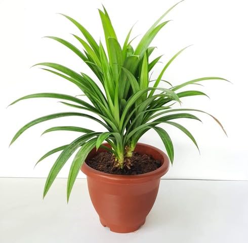 Green Pandanus Amaryllifolius - Heirloom, Non - Gmo Seeds