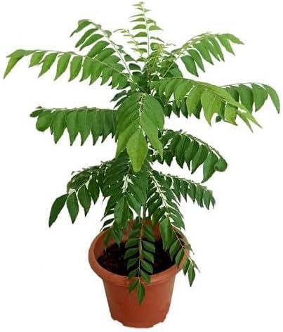 Green Curry Leaves