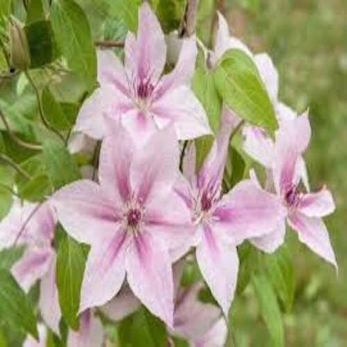 Pink Clematis Flower - Heirloom, Non - Gmo Seeds