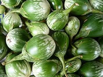 Green and White Eggplant Solanum melongena for planting in vegetable patch