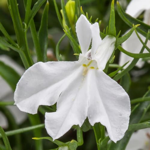 White Lobelia Flower - Heirloom, Non - Gmo Seeds