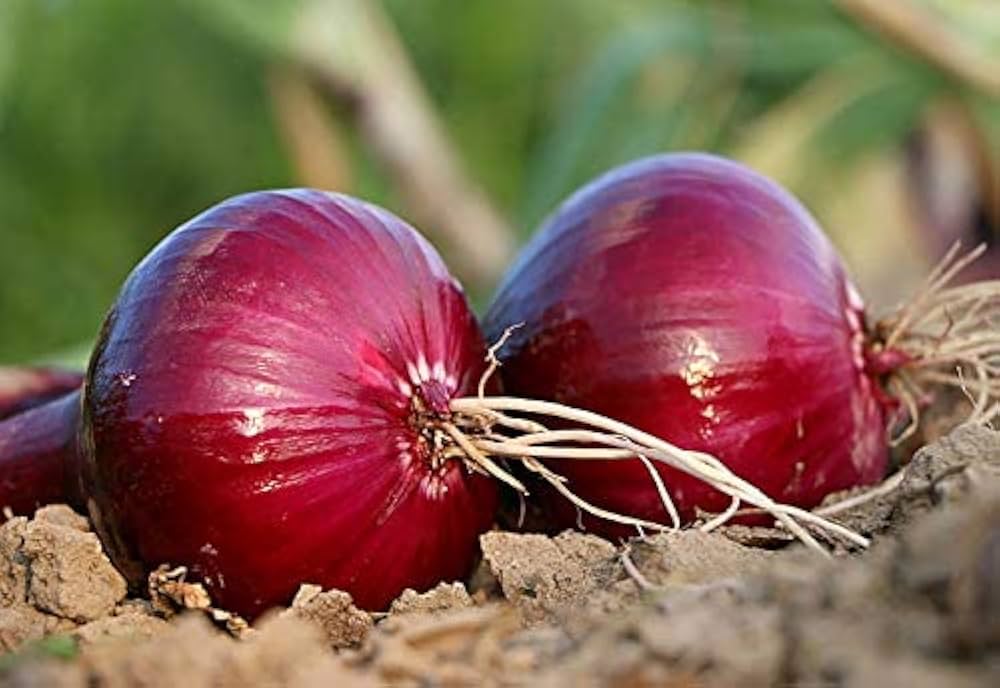 Red onion seeds