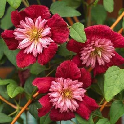 Clematis Flower - Heirloom, Non - Gmo Seeds