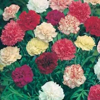 Heirloom Non-GMO Dianthus Flower Seeds for Garden Planting – Multi-Color Fragrant Blooms Mix