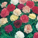 Heirloom Non-GMO Dianthus Flower Seeds for Garden Planting – Multi-Color Fragrant Blooms Mix for planting in your garden.