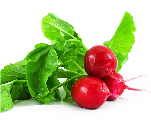 Red Radish - Heirloom, Non - Gmo Seeds