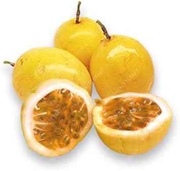 Dwarf Cylindrical Papaya "Kaek Dahm" Fruit Seeds - Compact, Sweet Papaya for Small Gardens