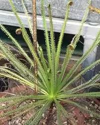 organic-carnivorous-plant-drosophyllum-seeds

