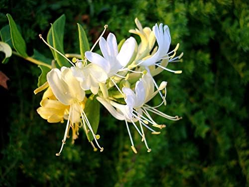 Mixed Honeysuckle Seeds Honeysuckle Plant Vine Fragrant Cloud and Major Wheeler Honeysuckle Seeds Non-GMO