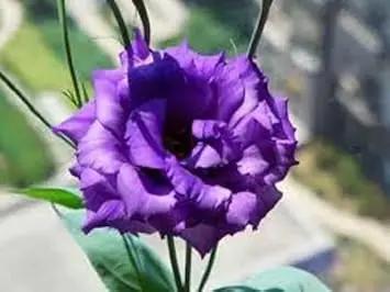 Violet Lisianthus Flower Seeds for Planting - Heirloom, NON-GMO Seeds - Beautiful Garden Blooms Dhara Seeds