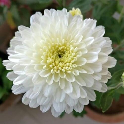 Giant Chrysanthemum Flower White - Heirloom, Non - Gmo Seeds