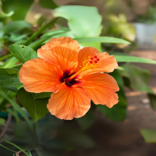 Orange Hibiscus Flower - Heirloom, Non - Gmo Seeds