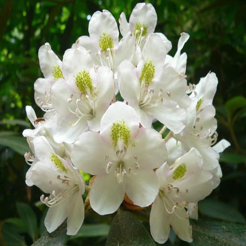 Giant Rhododendron Flower White
