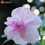 Pink Balsam Camellia Seeds for Planting – Organic, Heirloom, Non-GMO Flower Seeds for planting in your garden.