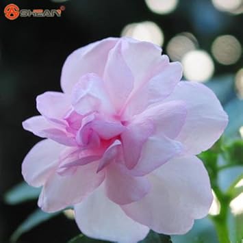 Pink Balsam Camellia Seeds for Planting – Organic, Heirloom, Non-GMO Flower Seeds for planting in your garden.