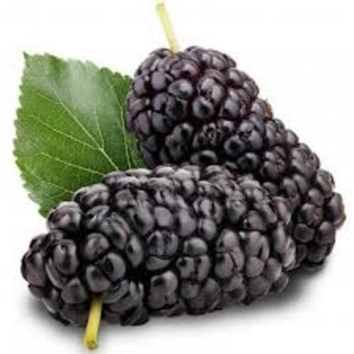 Mulberry Fruit Black - Heirloom, Non - Gmo Seeds