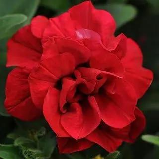 Double Wave Red Petunia Flower Seeds for Planting - Heirloom, NON-GMO, Vibrant Garden Blooms Dhara Seeds