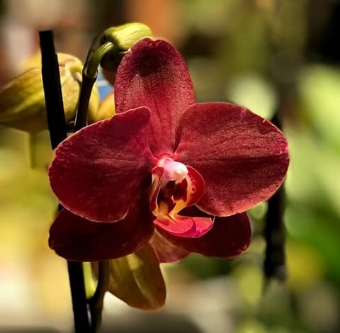 Red Phalaenopsis Flower - Heirloom, Non - Gmo Seeds