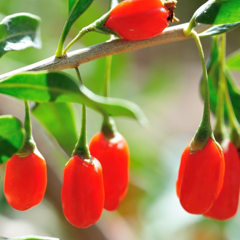 Lush Goji Berry Plant Seeds - Perfect for Health-Conscious Gardeners