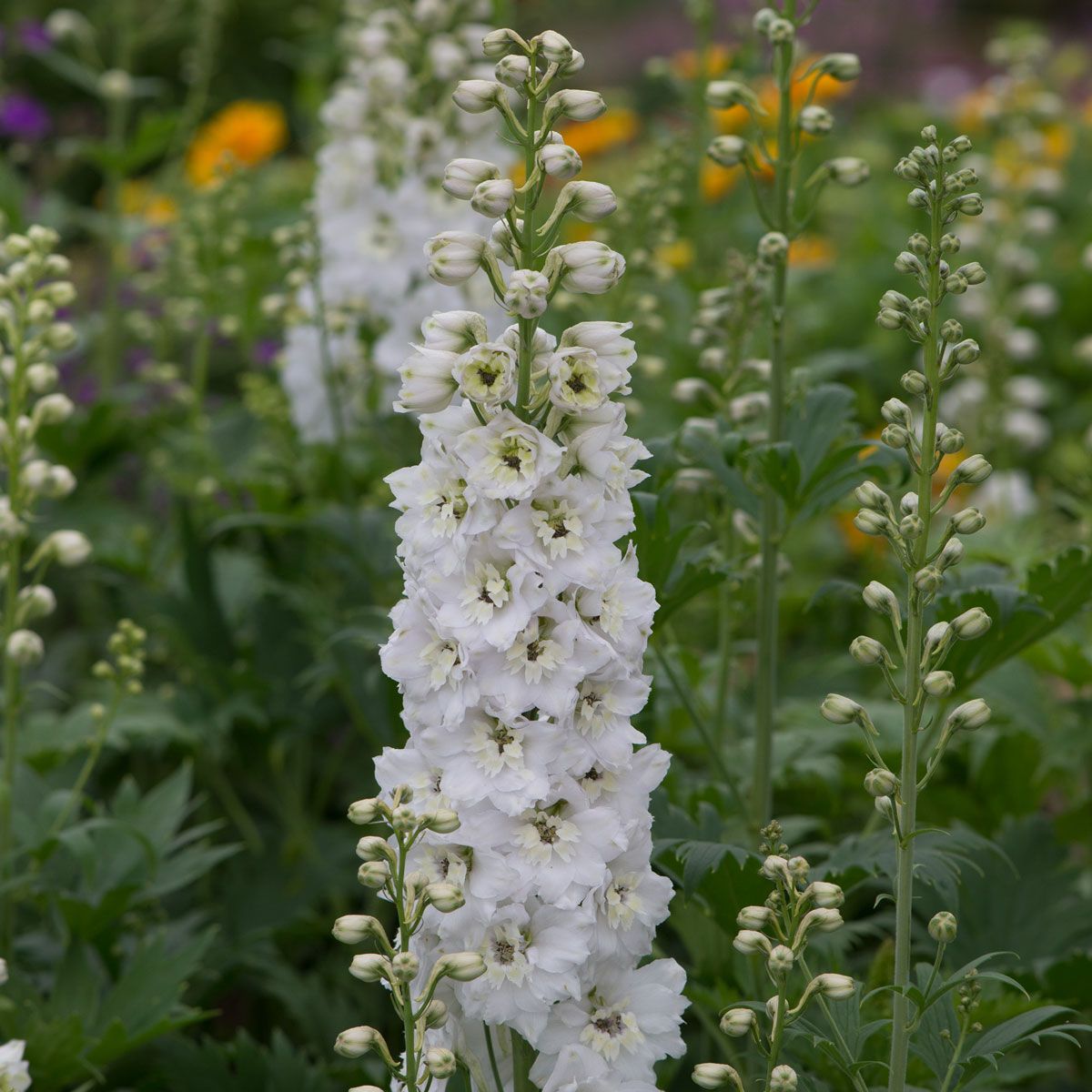 Butterfly White Delphinium Flower Seeds – Graceful Perennial Blooms