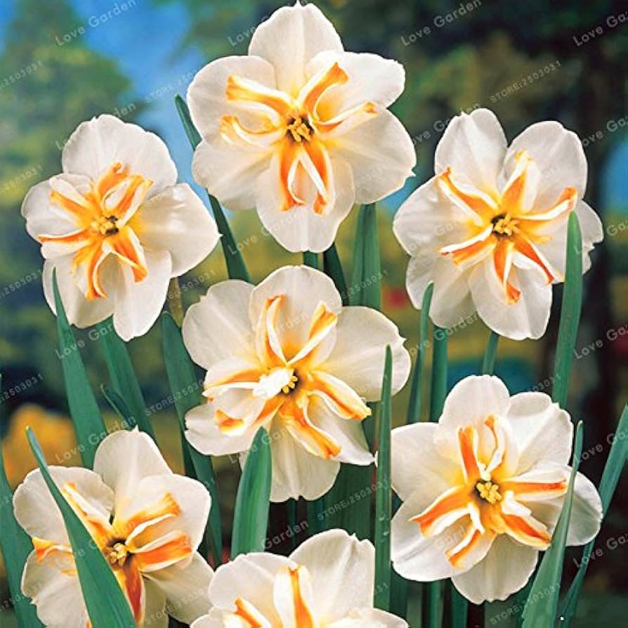 Double Petals Narcissus Daffodil Seeds for Planting – Heirloom, Non-GMO Flower Seeds