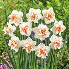 Double Petals Narcissus Daffodil Seeds for Planting – Heirloom, Non-GMO Flower Seeds