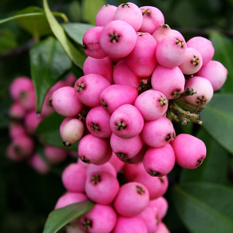 Lilly Pilly (Syzygium luehmannii)