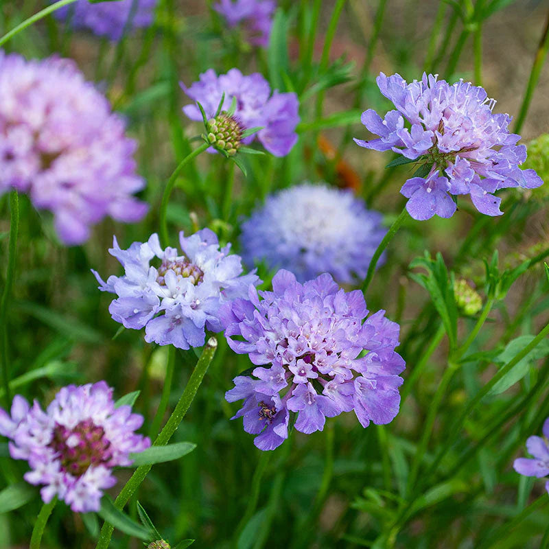 Sweet Scabious Blue Cockade