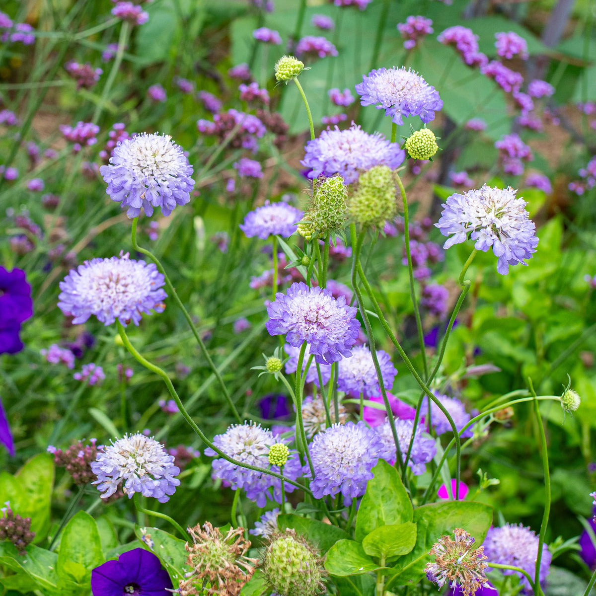 Flower Scabiosa Atropurpurea Cockade Native Heirloom Perennial Seeds for Planting