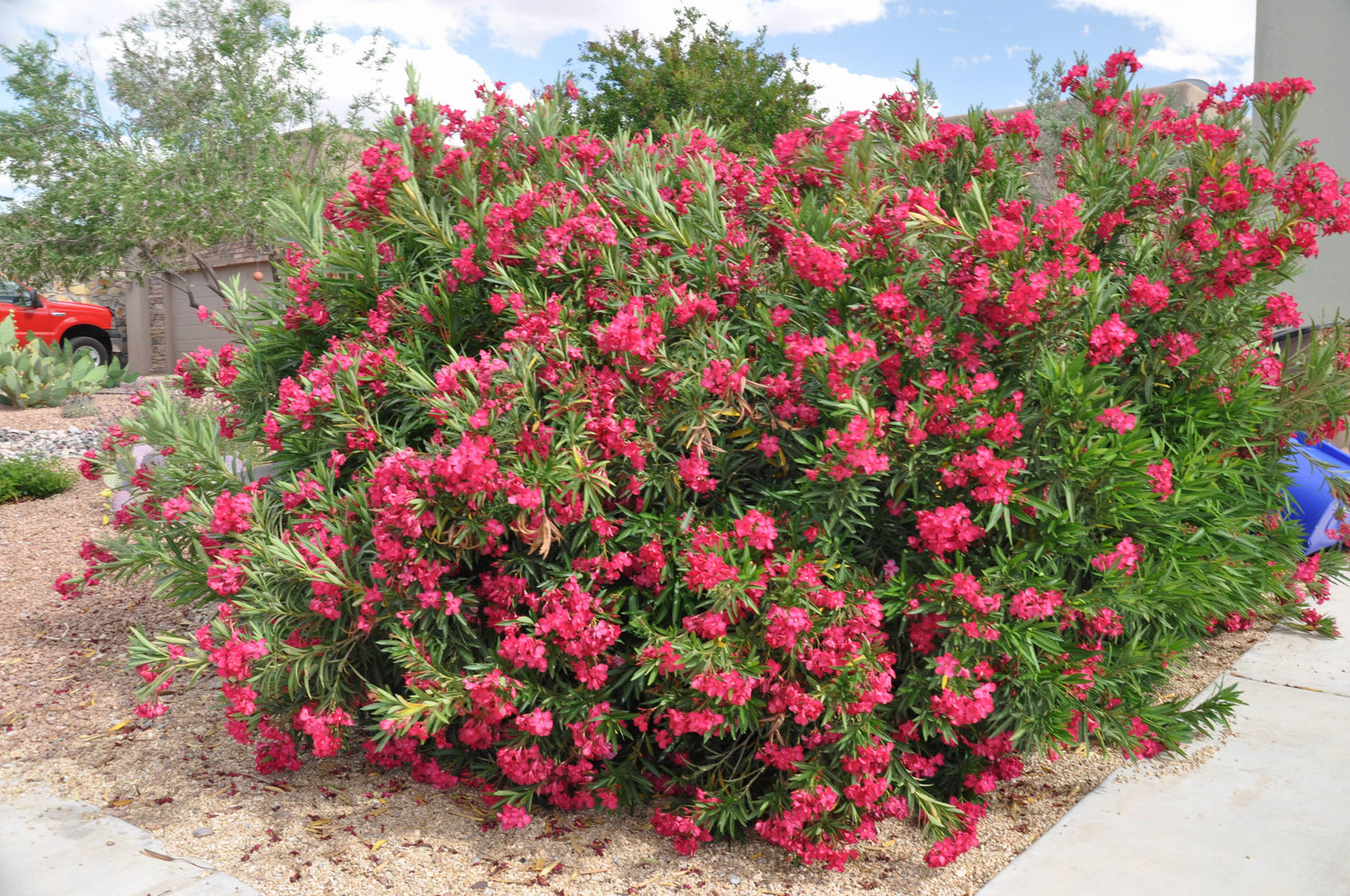 Nerium Oleander Seeds