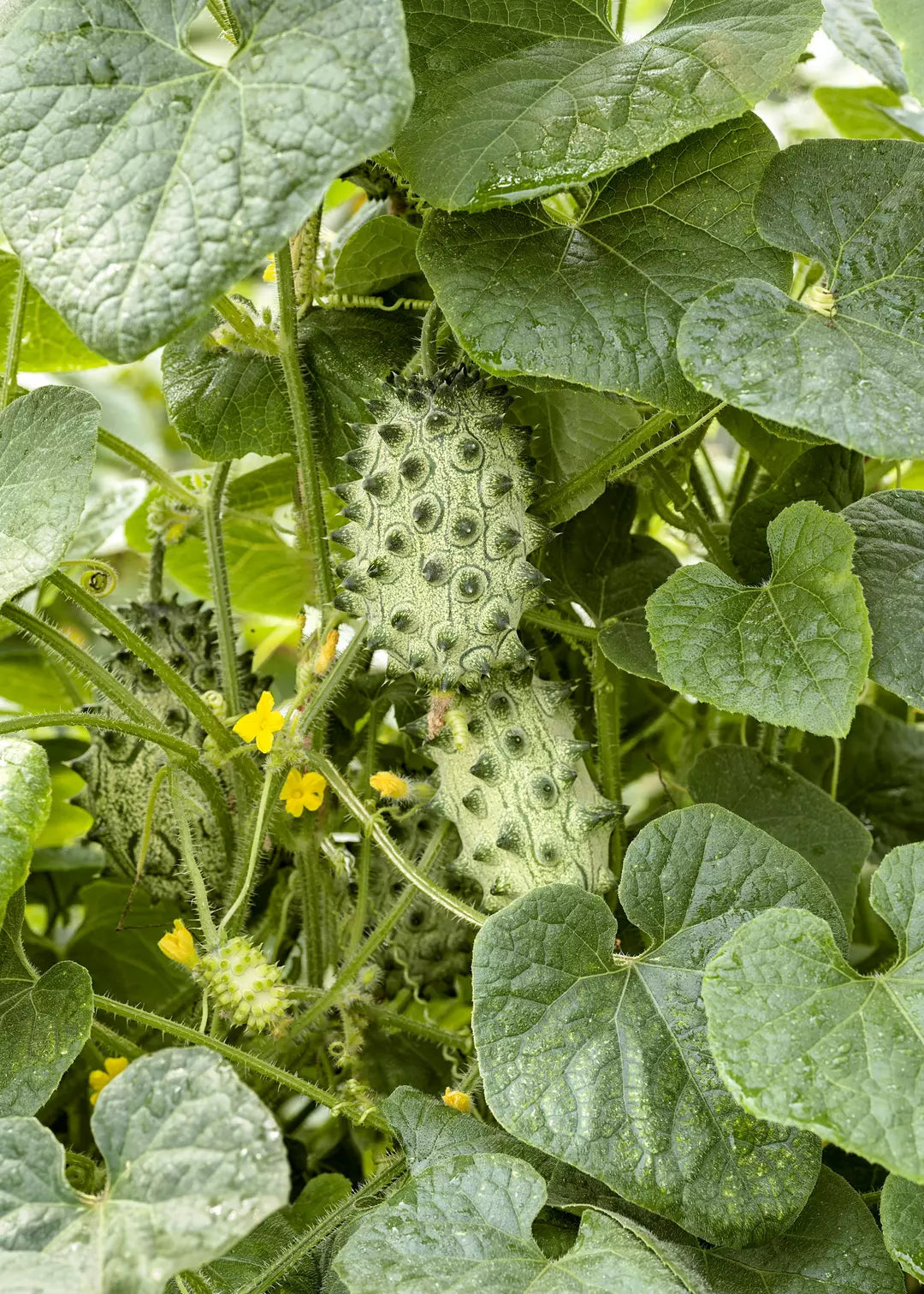 Yellow Kiwano Melon Fruit Seeds - Grow Unique and Spiky Melons in Your Garden