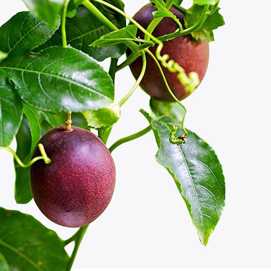 Passion Fruit Seeds for Growing Tangy and Exotic Tropical Fruits
