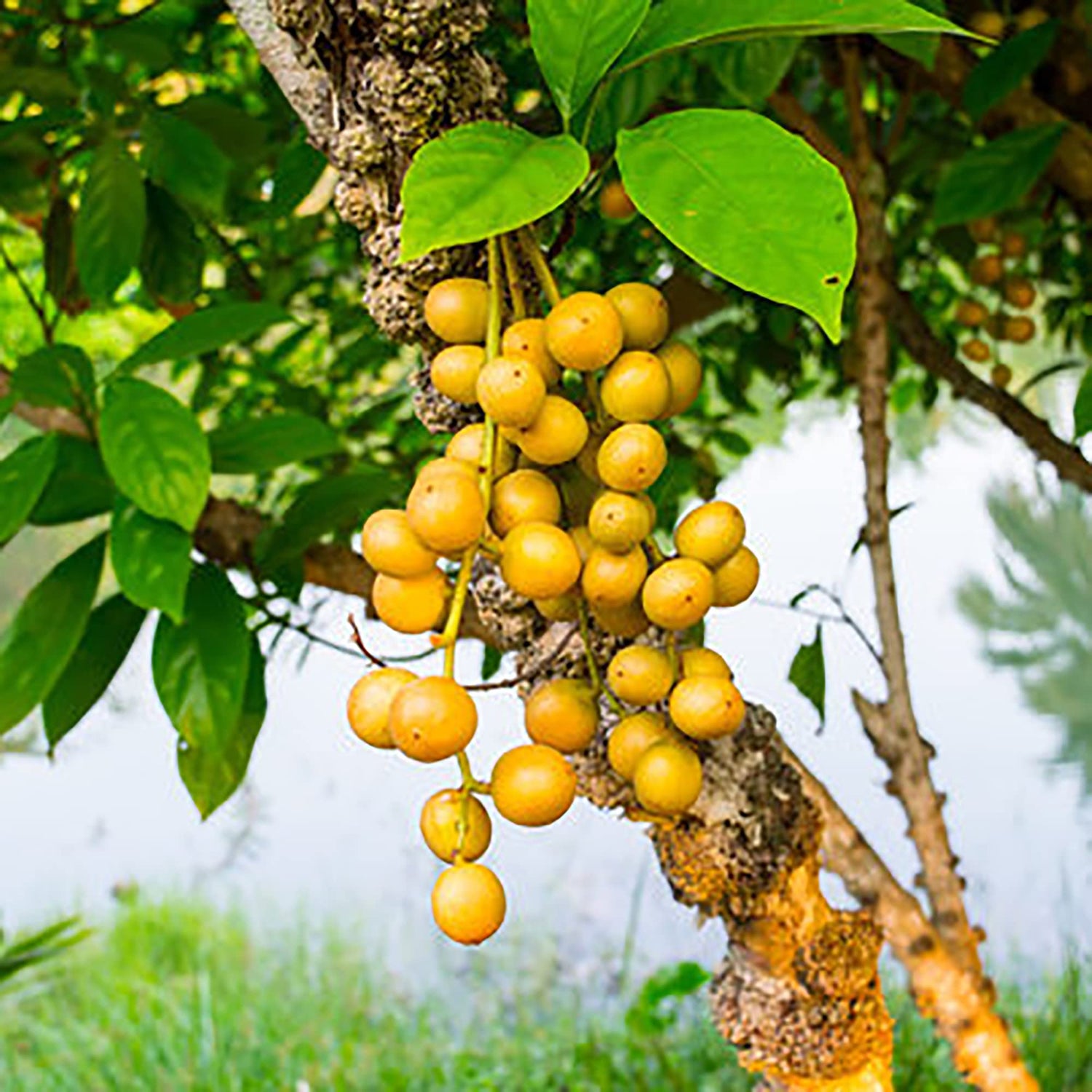 Burmese Grape Fruit Seeds for Growing a Unique and Exotic Fruit Tree, Heirloom Seeds, GMO Free