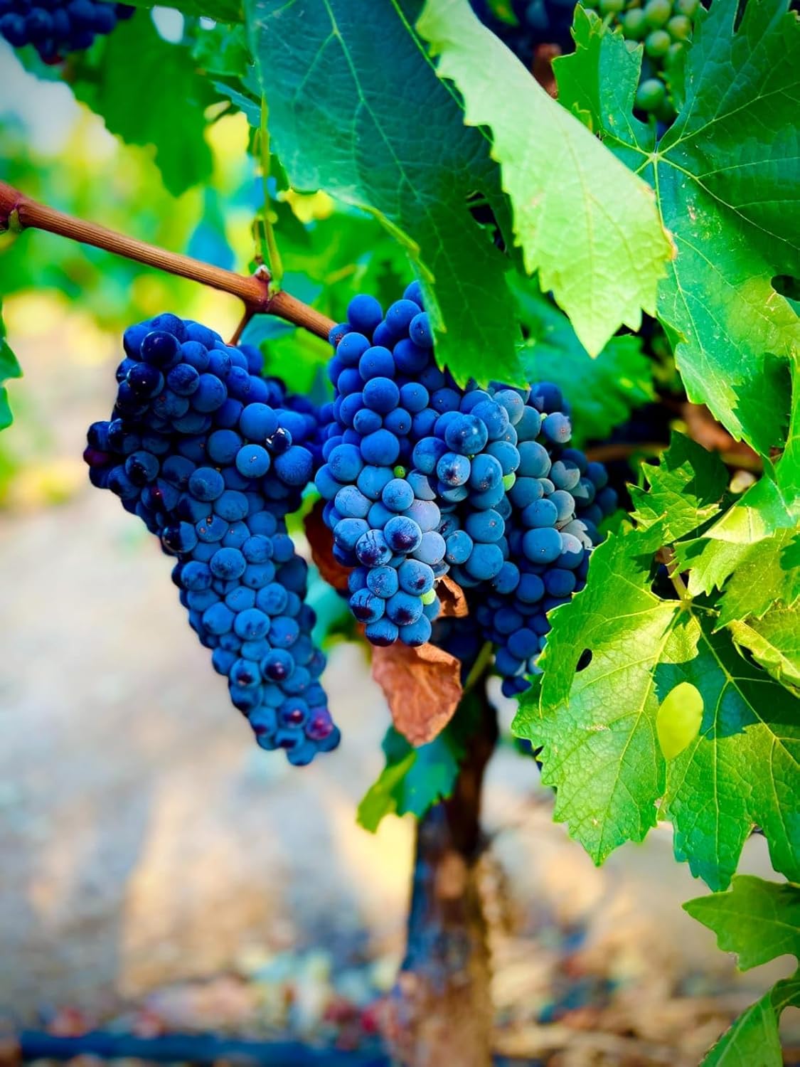 Blue Grape Fruit Seeds - A Rare and Beautiful Grape Variety for Your Garden