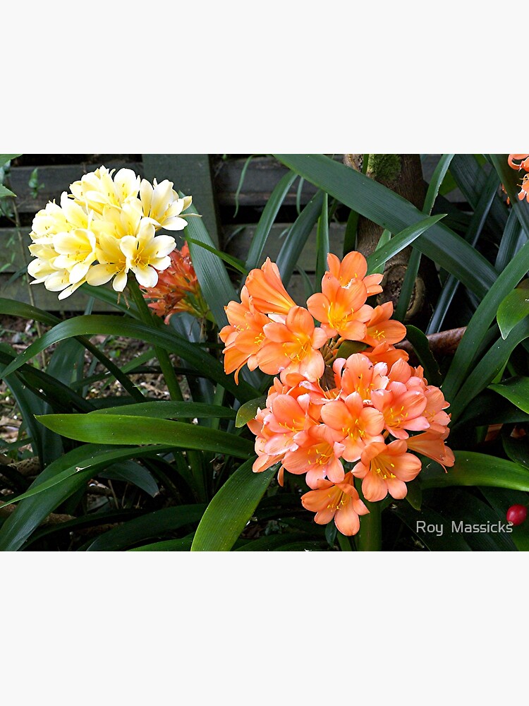 Clivia Multicolor Clivia Flower Seeds
