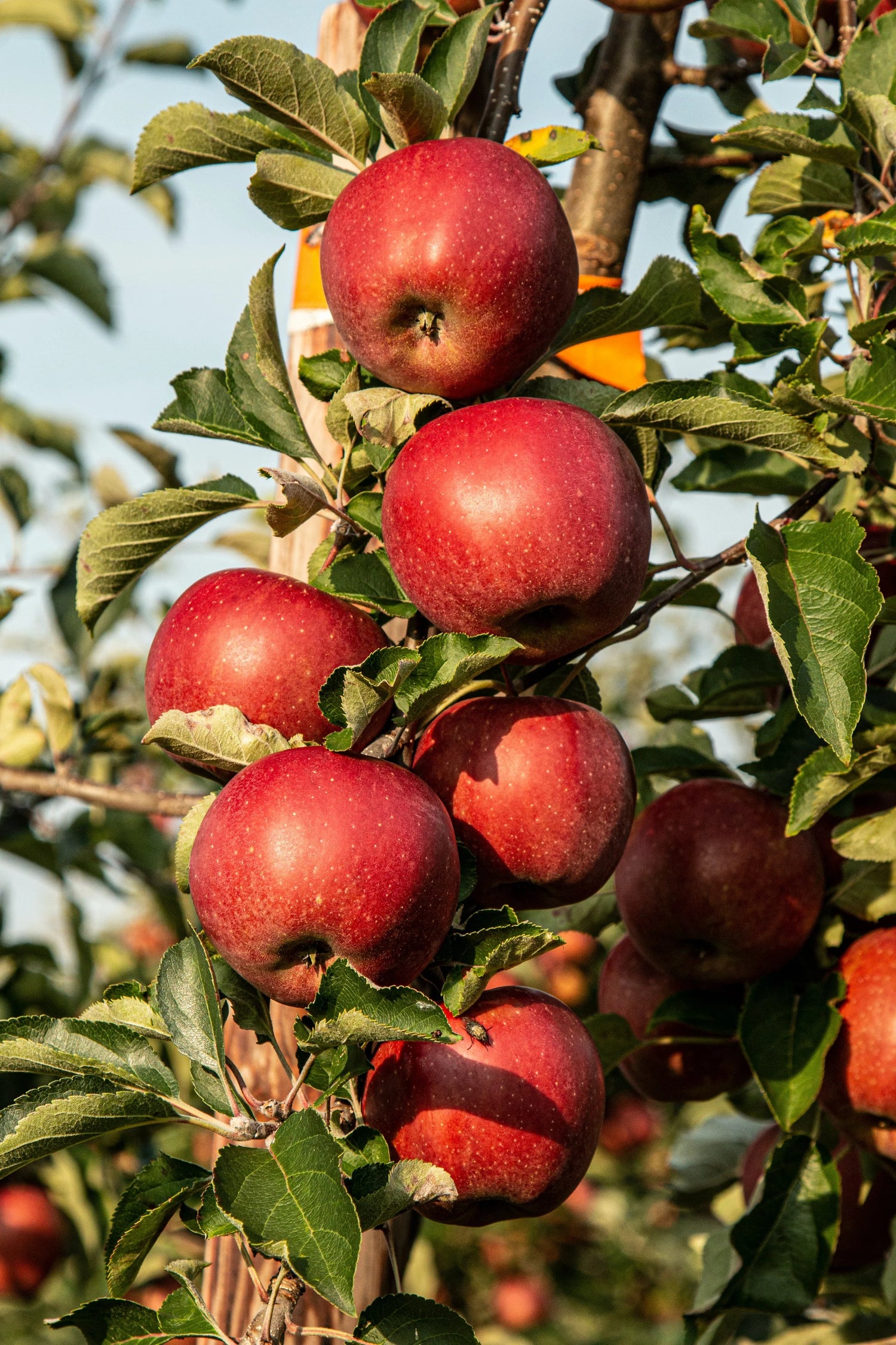 Speckled Apple Fruit Seeds for Planting - Growing Colorful and Flavorful Apples